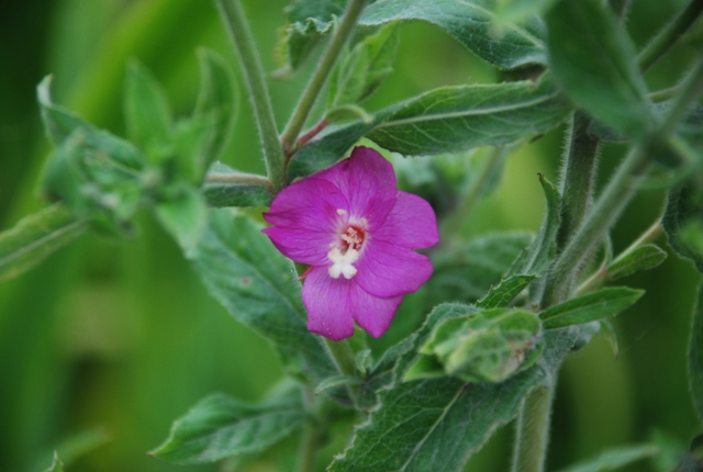 Epilobium hirsutum